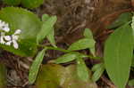 Racemed milkwort